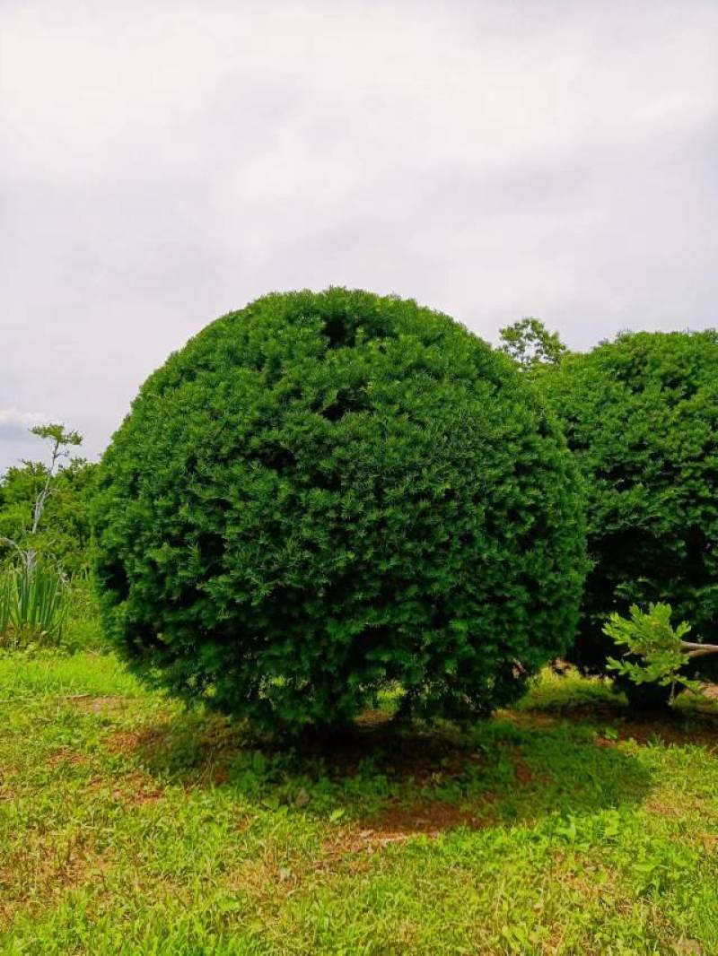 2米高冠紫杉球