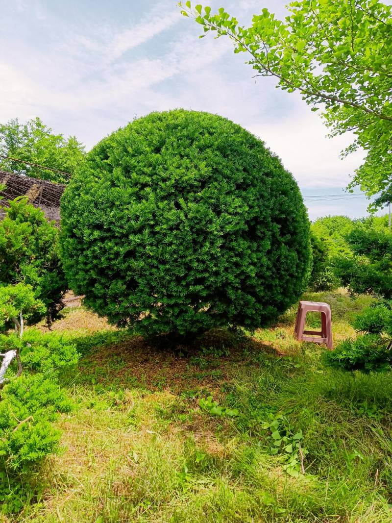 2米高冠紫杉球