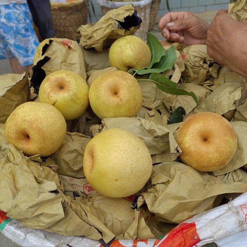 翠冠梨大量上市