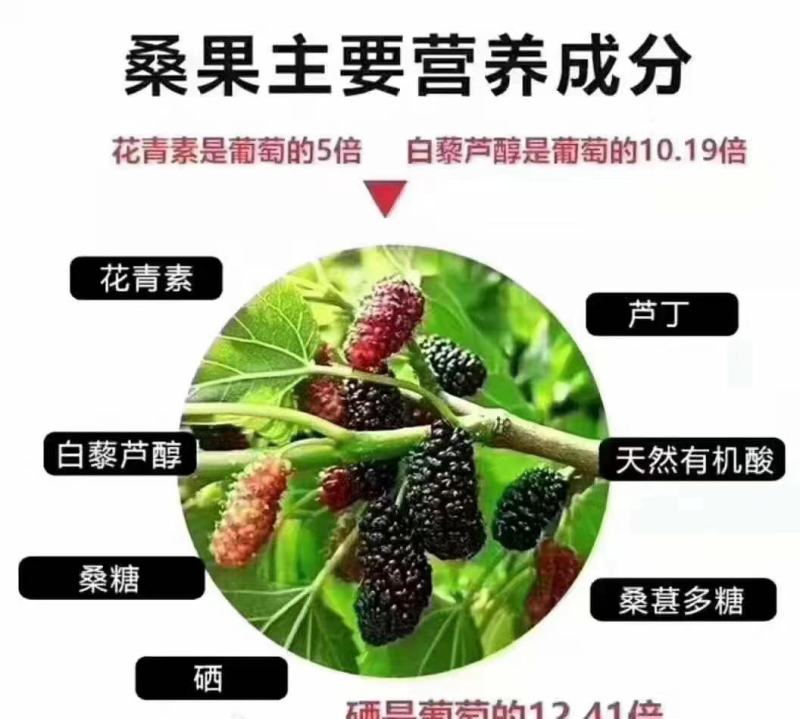 桑葚干批发干黑桑葚散装无沙食用桑葚干量大价优承接大货