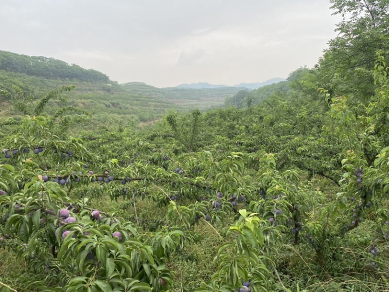 四川彭山精品凤凰脆红李！