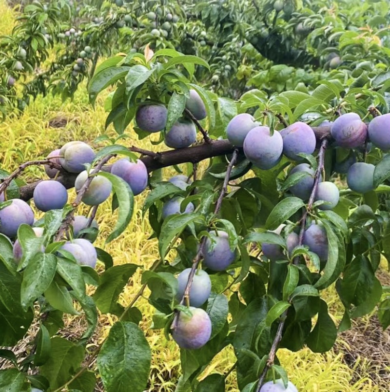 四川彭山精品凤凰脆红李！