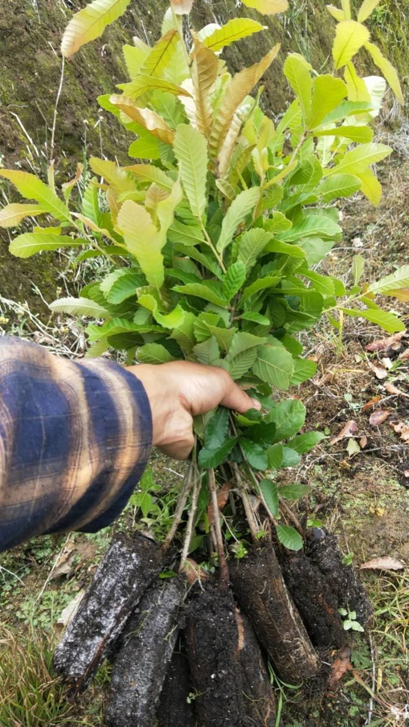 栓皮栎苗，栓皮栎袋苗，麻栗苗，麻栎苗