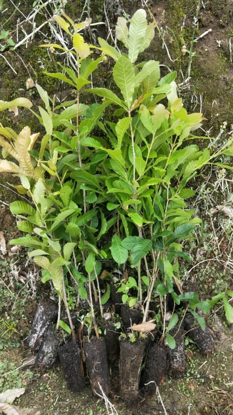 栓皮栎苗，栓皮栎袋苗，麻栗苗，麻栎苗