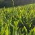 【热销】洋荷/蔬菜/野菜/特采，产地直供，全国发货，欢迎联系