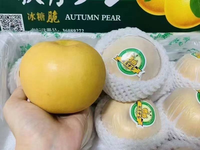 纸袋酥脆，翠冠梨，黄金梨，丰水梨，秋月梨，新高梨批发