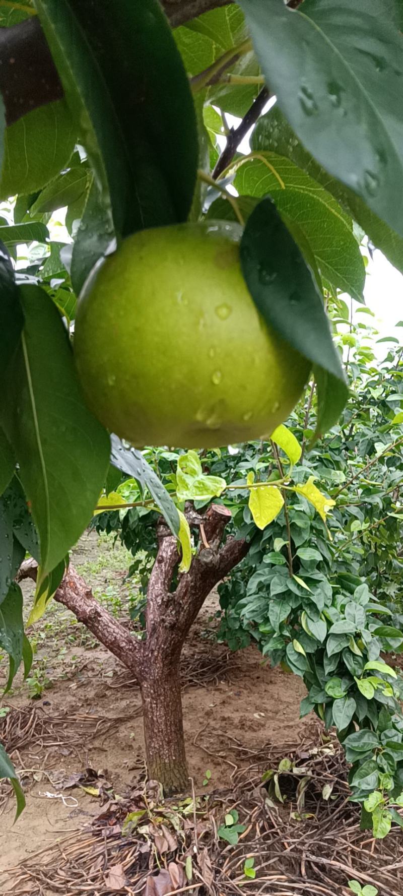 纸袋酥脆，翠冠梨，黄金梨，丰水梨，秋月梨，新高梨批发