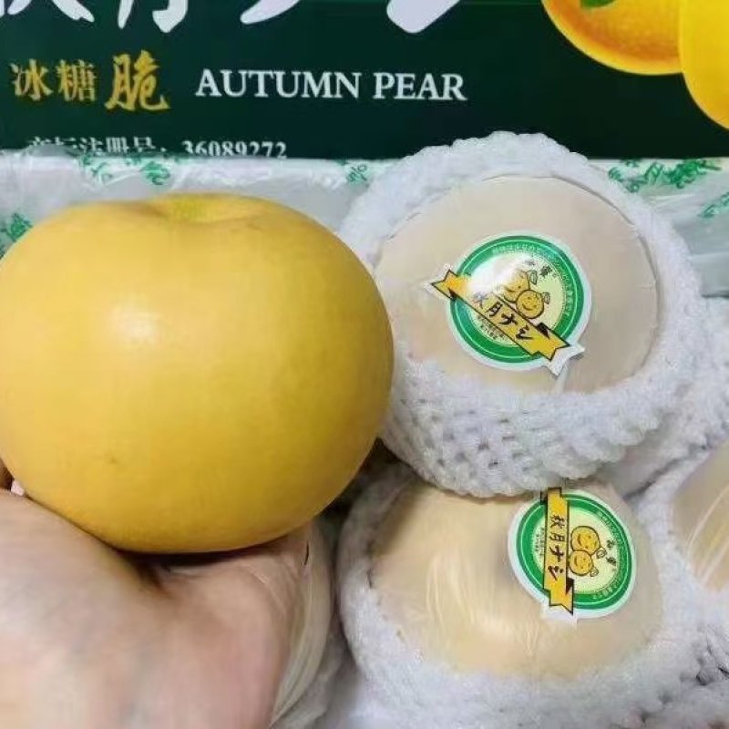 纸袋酥脆，翠冠梨，黄金梨，丰水梨，秋月梨，新高梨批发
