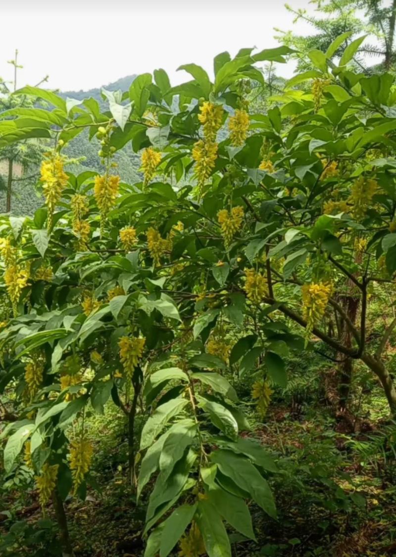 瑶山黄花倒水莲花干花茶农纯手工制作口感纯正自产自销散装包