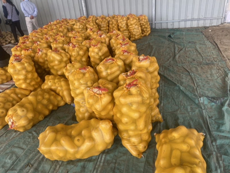 奶油南瓜，质量保证，口感纯正，基地直发