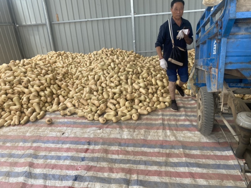 奶油南瓜，质量保证，口感纯正，基地直发