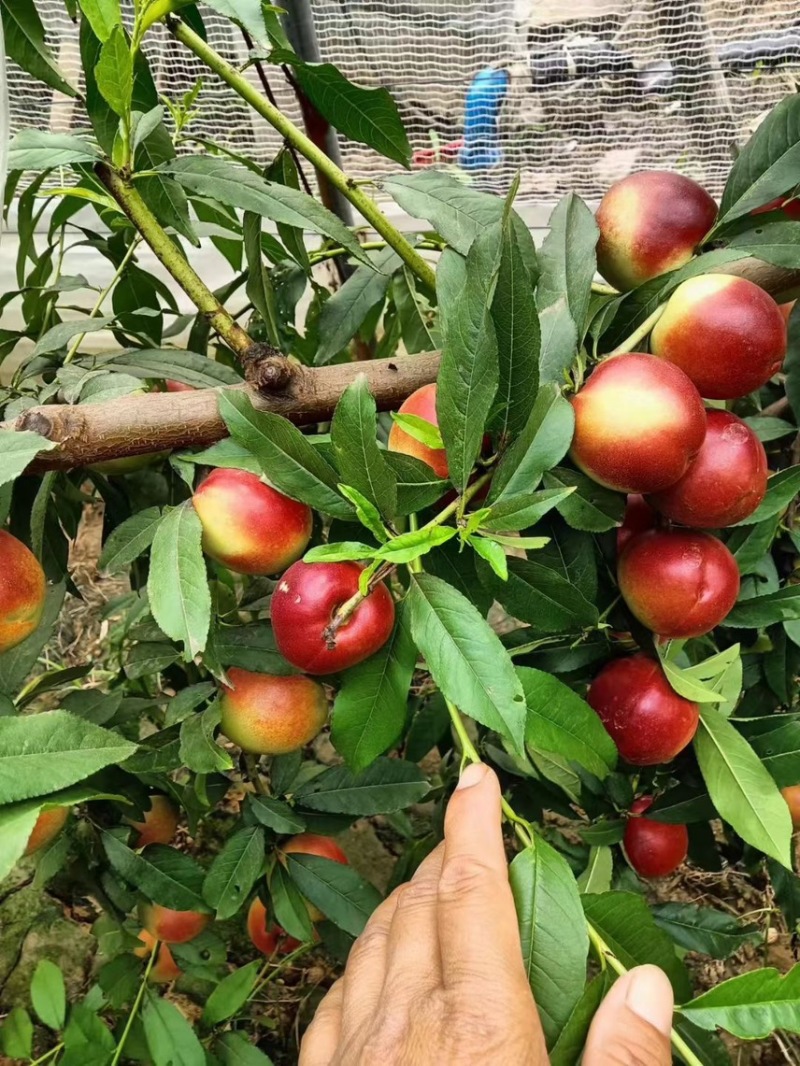 油桃，温棚，