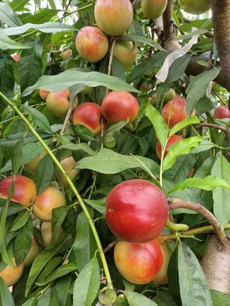 油桃，温棚，
