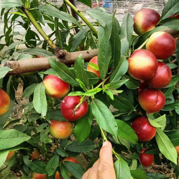 油桃，温棚，