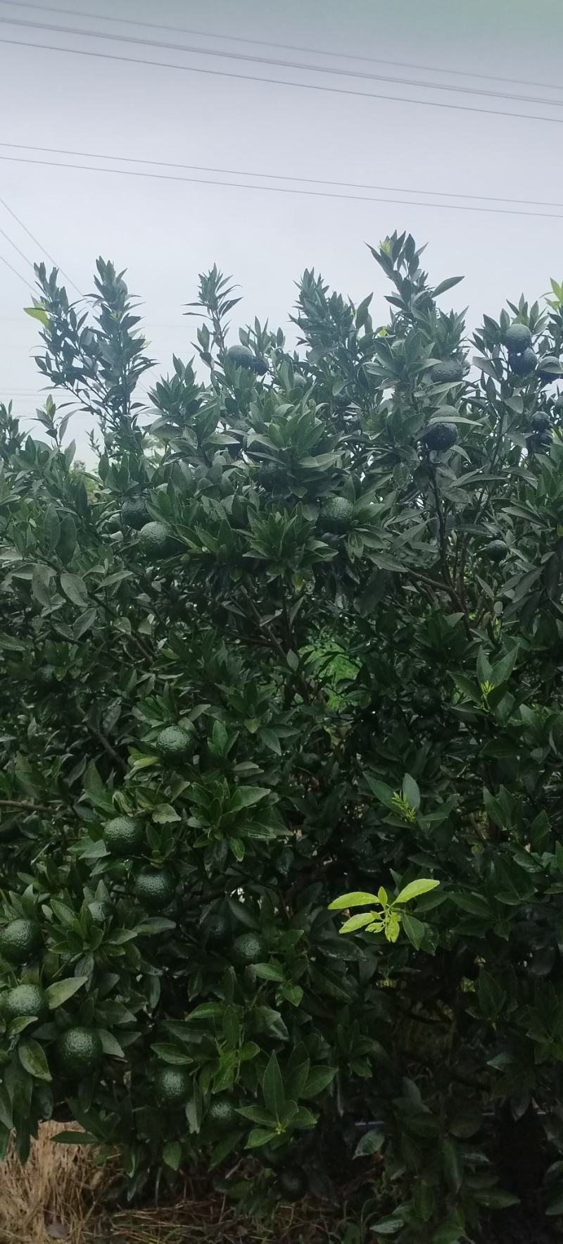 新会小青柑（鲜果）
