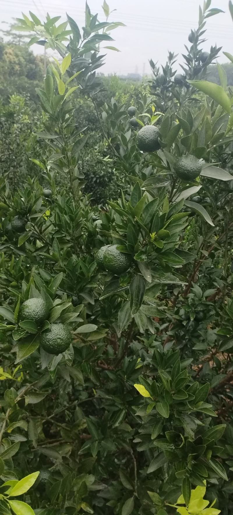 新会小青柑（鲜果）