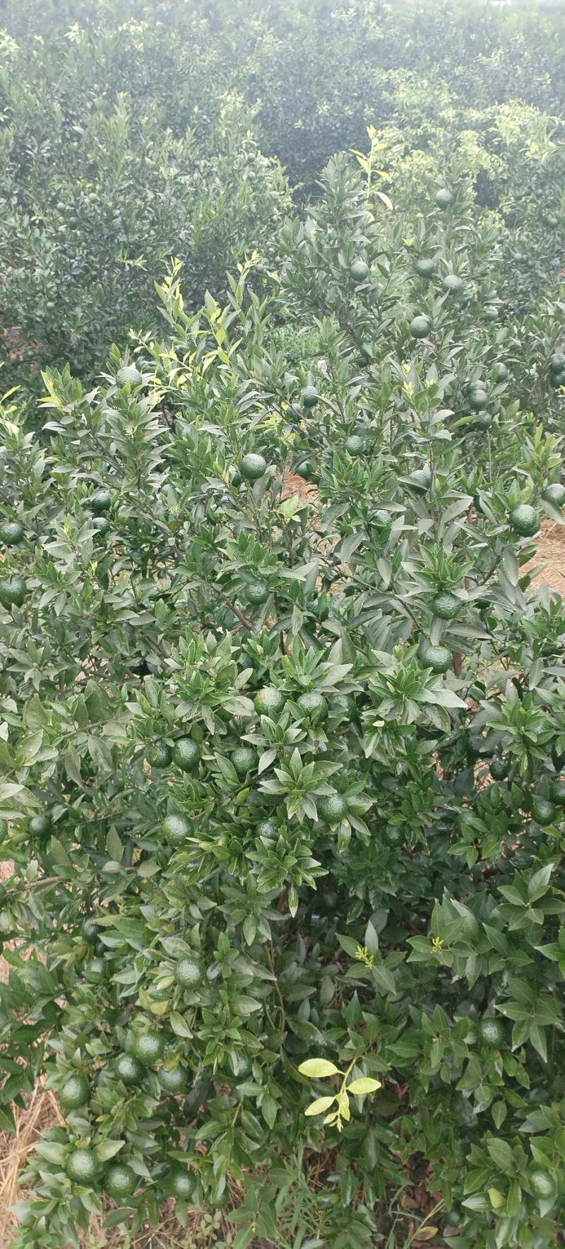 新会小青柑（鲜果）
