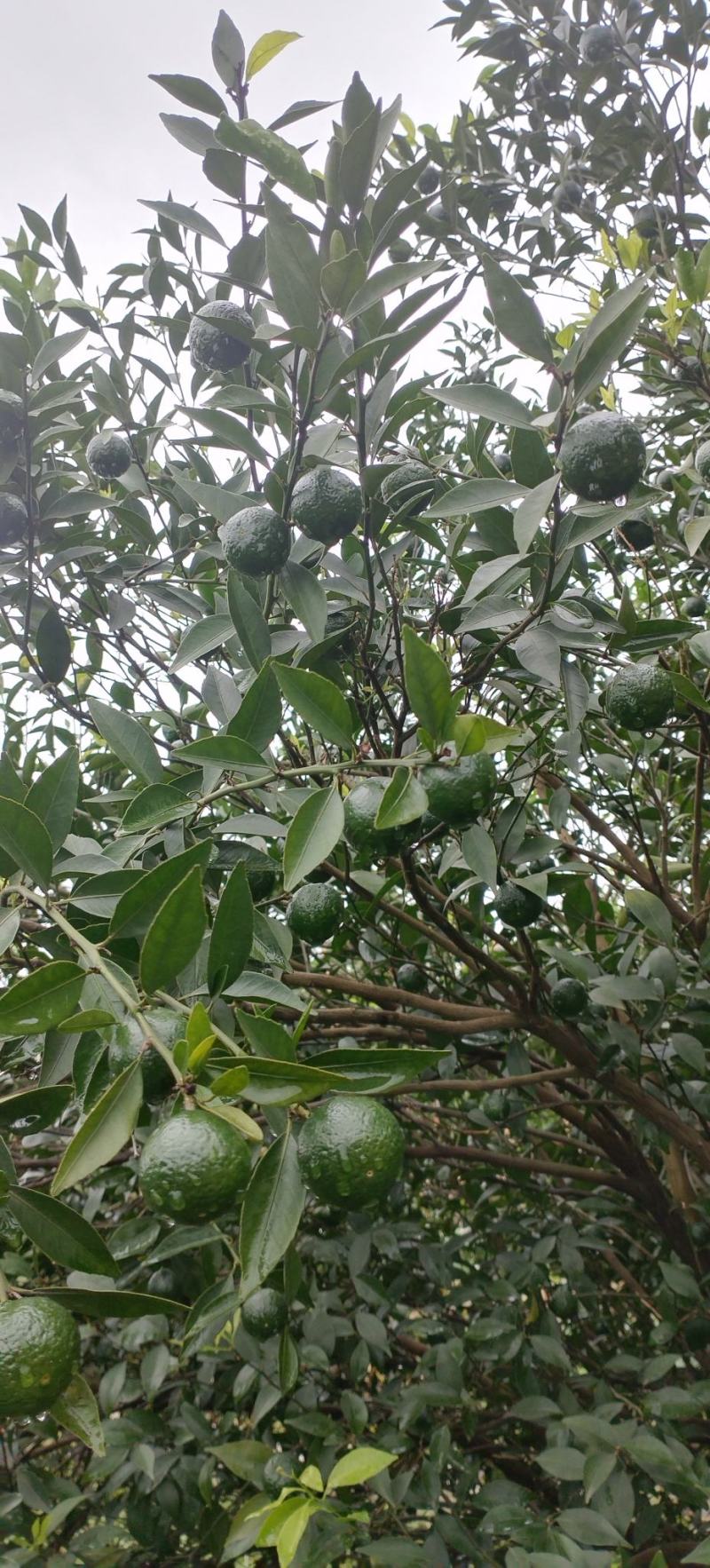 新会小青柑（鲜果）