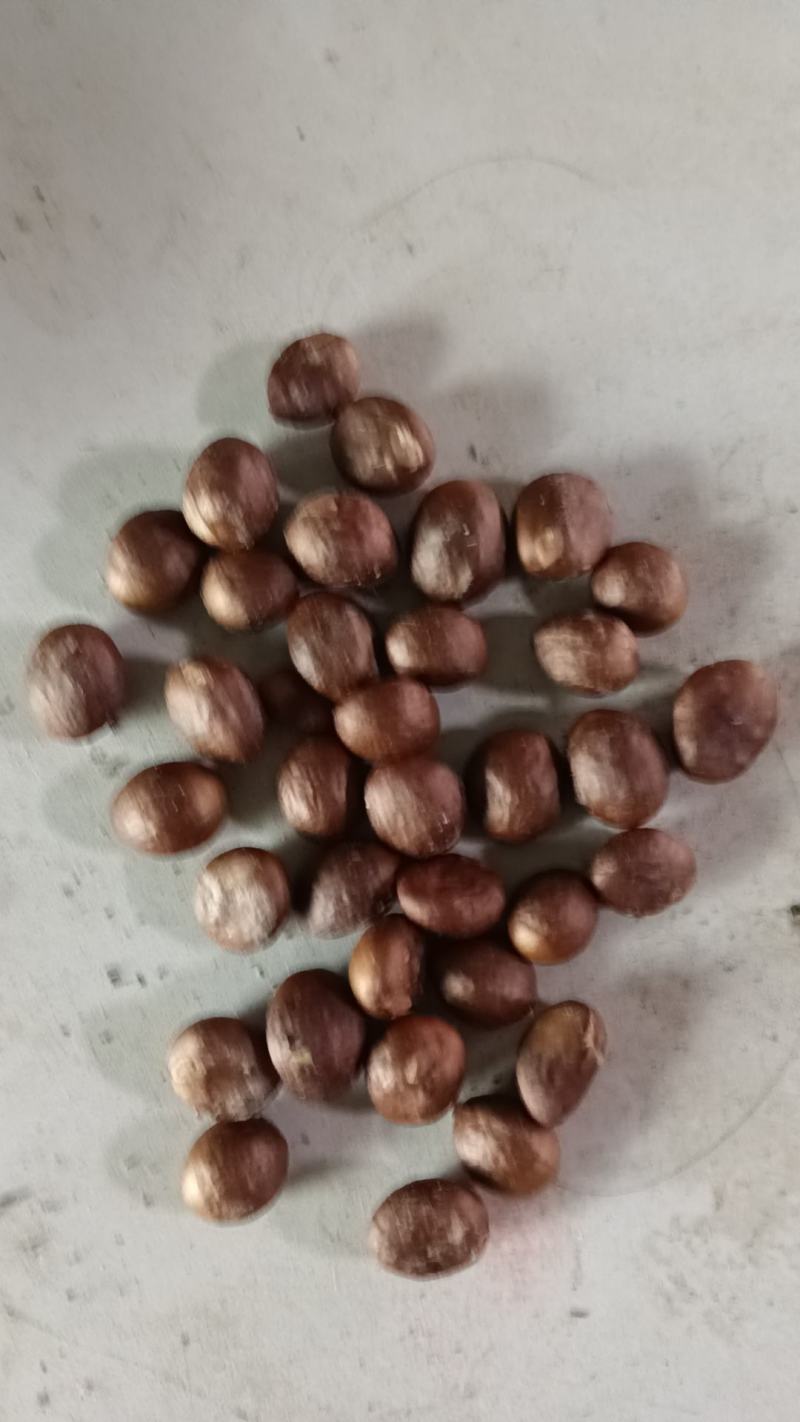 枇杷种子，枇杷小苗，枇杷5公分枇杷10公分枇杷15公