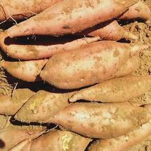 开封红薯西瓜红产地一手货源对接电商批发商社团