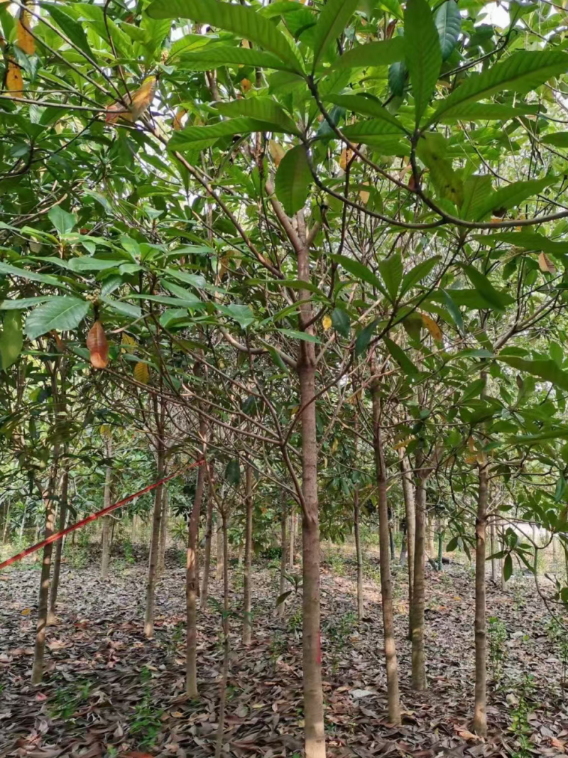 枇杷种子，枇杷小苗，枇杷5公分枇杷10公分枇杷15公