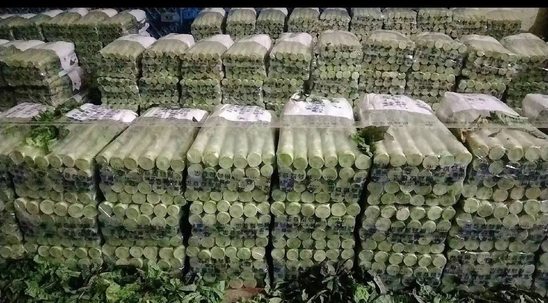 整齐摆放的菱形莴苣片,边缘清晰,形状规则 切好的菱形莴苣片