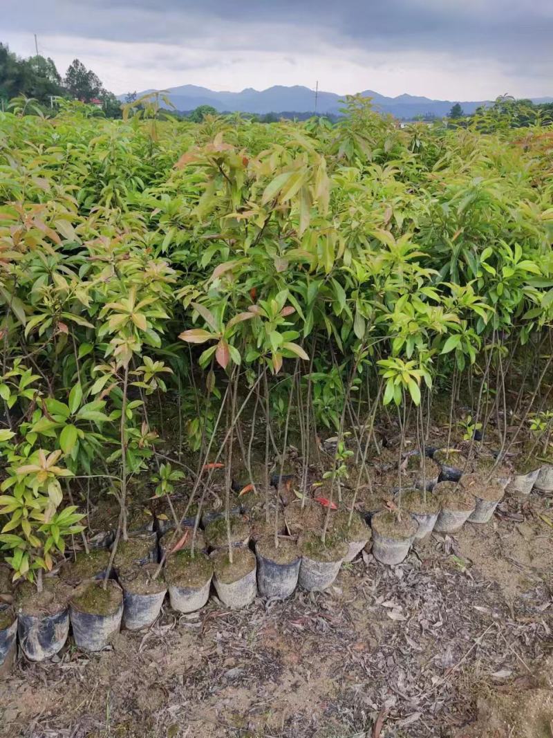 木荷杯苗，木荷小苗，3-12公分木荷，木荷5公分，木荷8