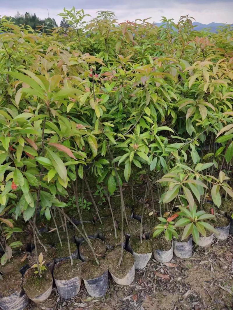 木荷杯苗，木荷小苗，3-12公分木荷，木荷5公分，木荷8