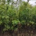 木荷杯苗，木荷小苗，3-12公分木荷，木荷5公分，木荷8