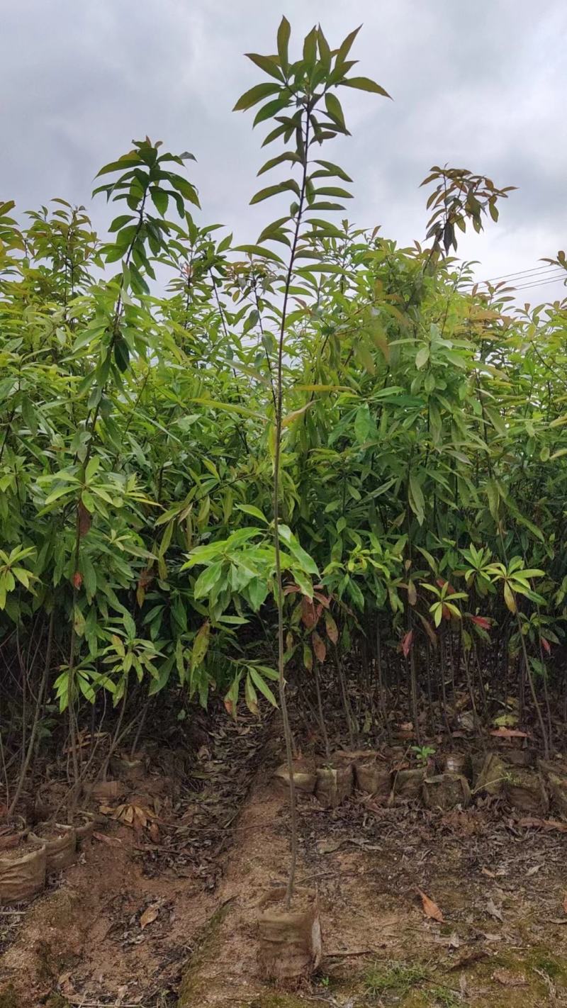 木荷杯苗，木荷小苗，3-12公分木荷，木荷5公分，木荷8