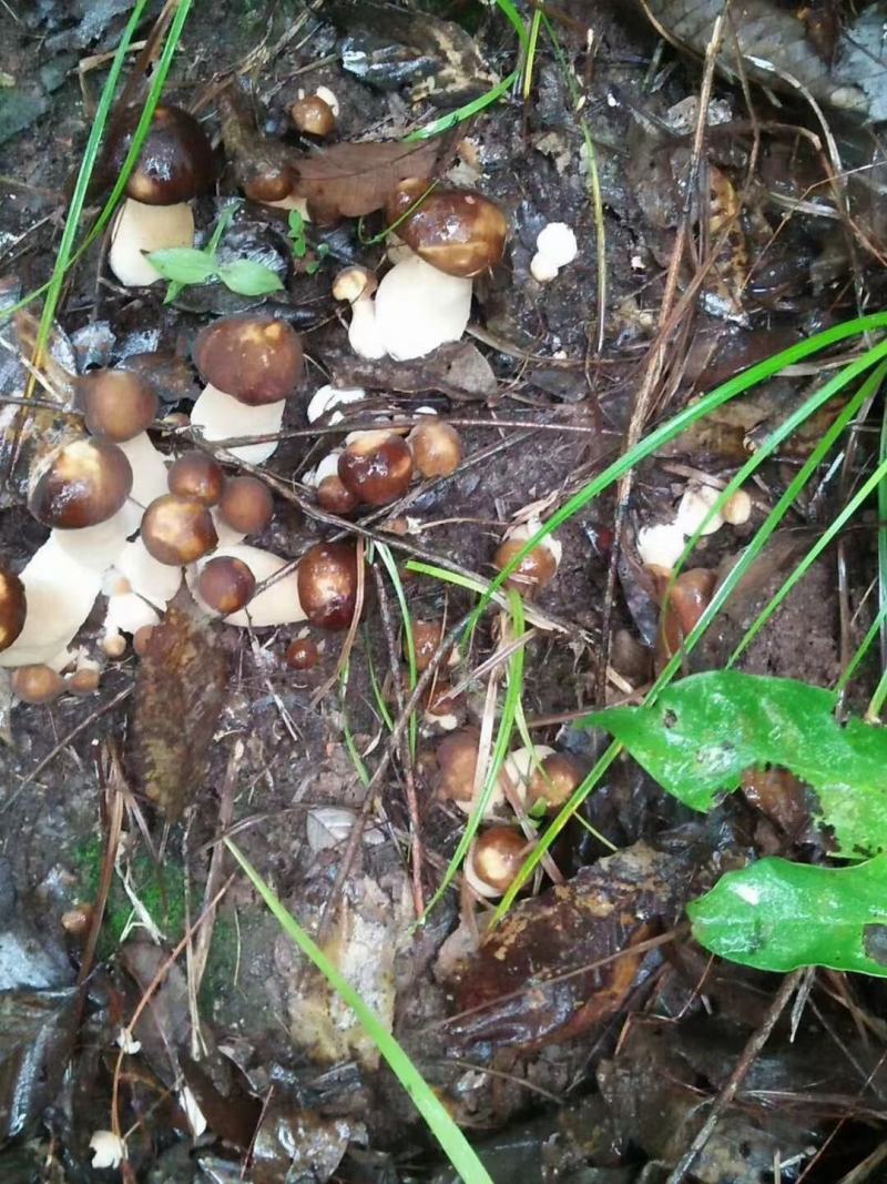 野生菌