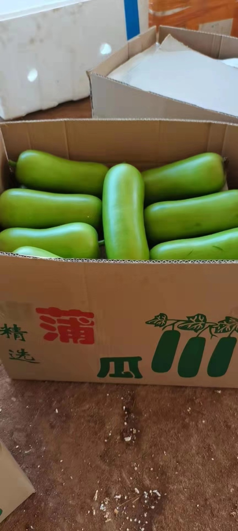 蒲瓜