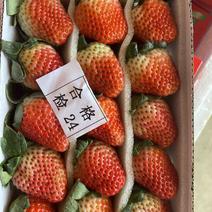 双流草莓四季草莓巧克力草莓烘培草莓蛋糕草莓