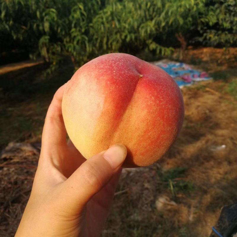 砀山产地毛桃突围桃种植面积几千亩大量货源口感脆甜