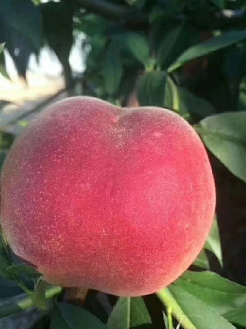 砀山产地毛桃突围桃种植面积几千亩大量货源口感脆甜