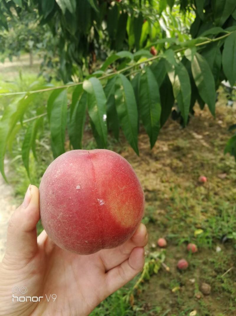 砀山产地毛桃突围桃种植面积几千亩大量货源口感脆甜