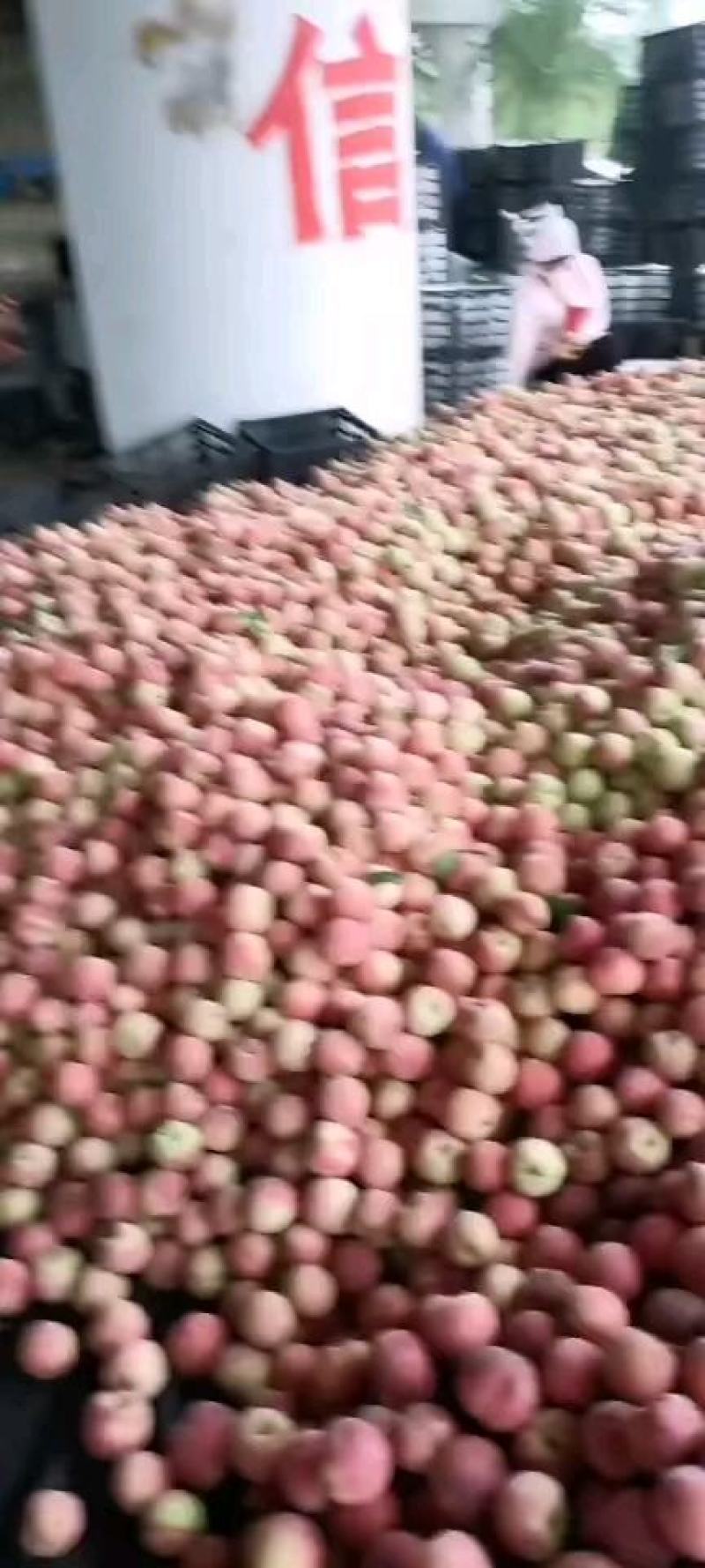 砀山产地毛桃突围桃种植面积几千亩大量货源口感脆甜