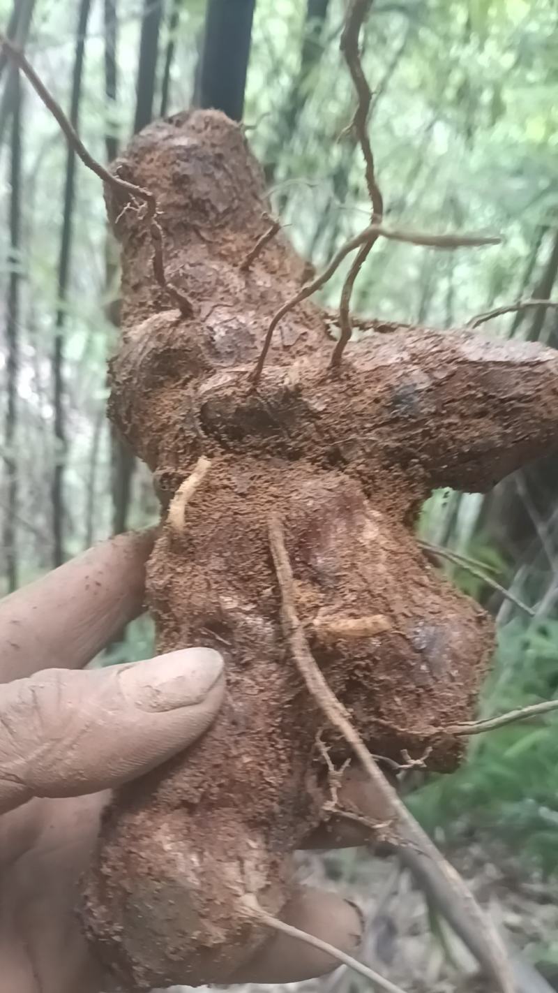 野生白肉土茯苓