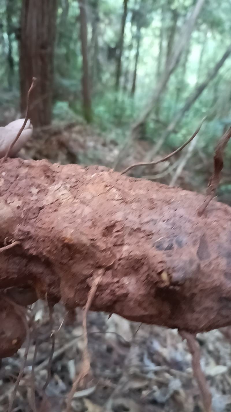 野生白肉土茯苓