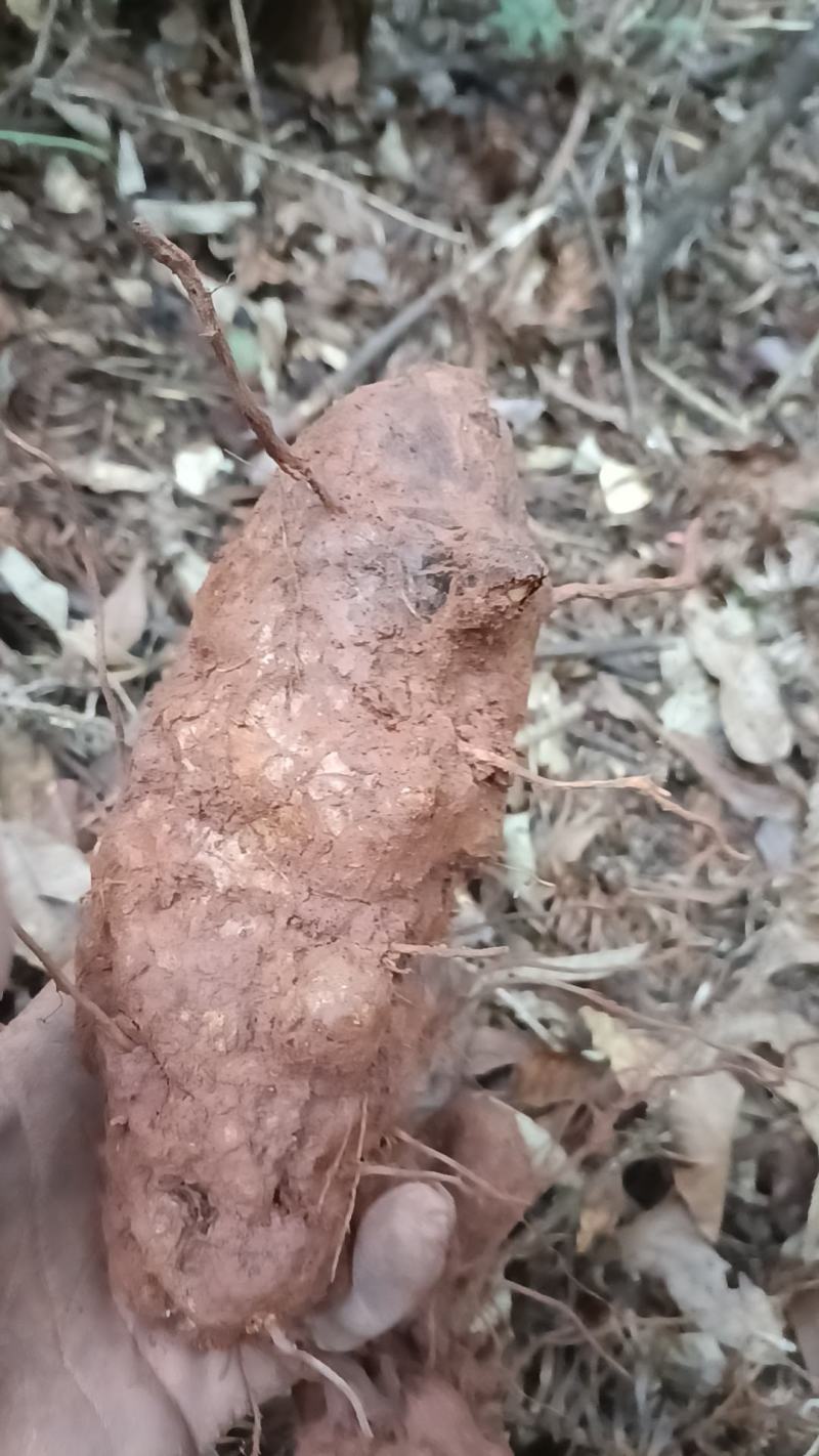 野生白肉土茯苓