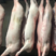 白条猪精选优质产品，批发猪肉，五花肉，白条猪，各种现货