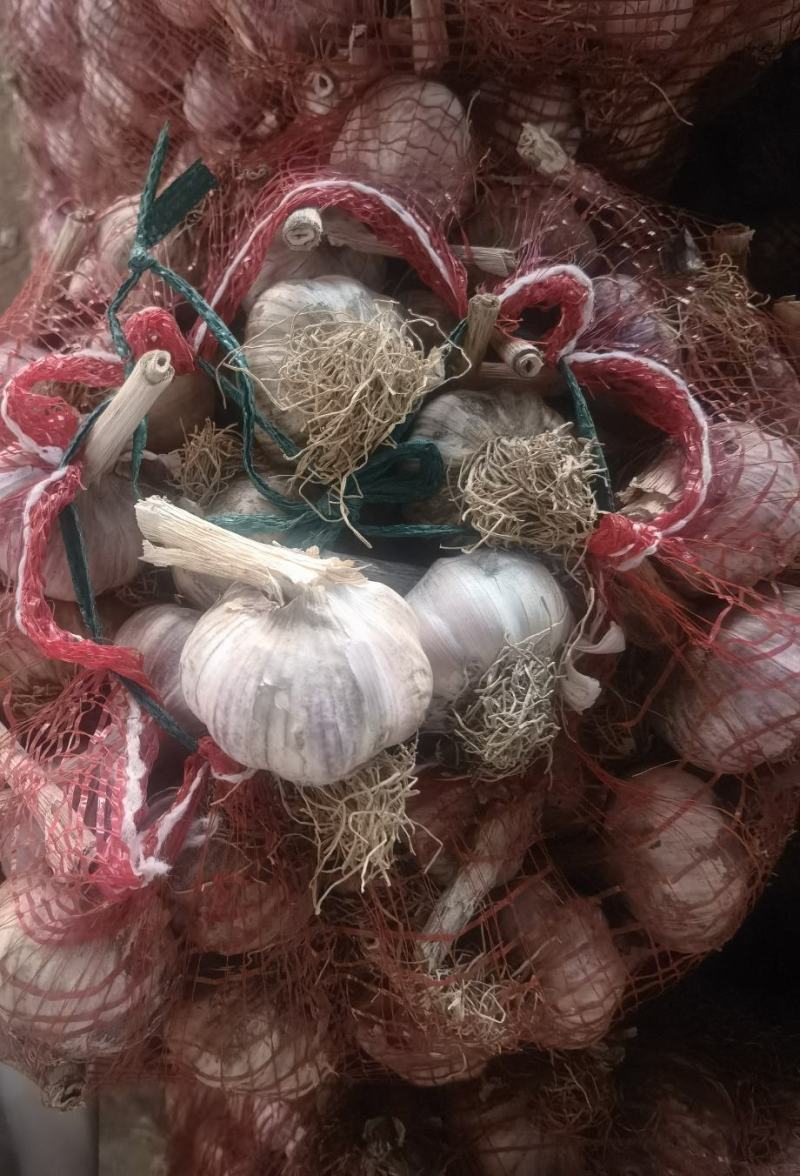 【实力】大蒜紫皮蒜基地供货电商货各种规格蒜现货出口