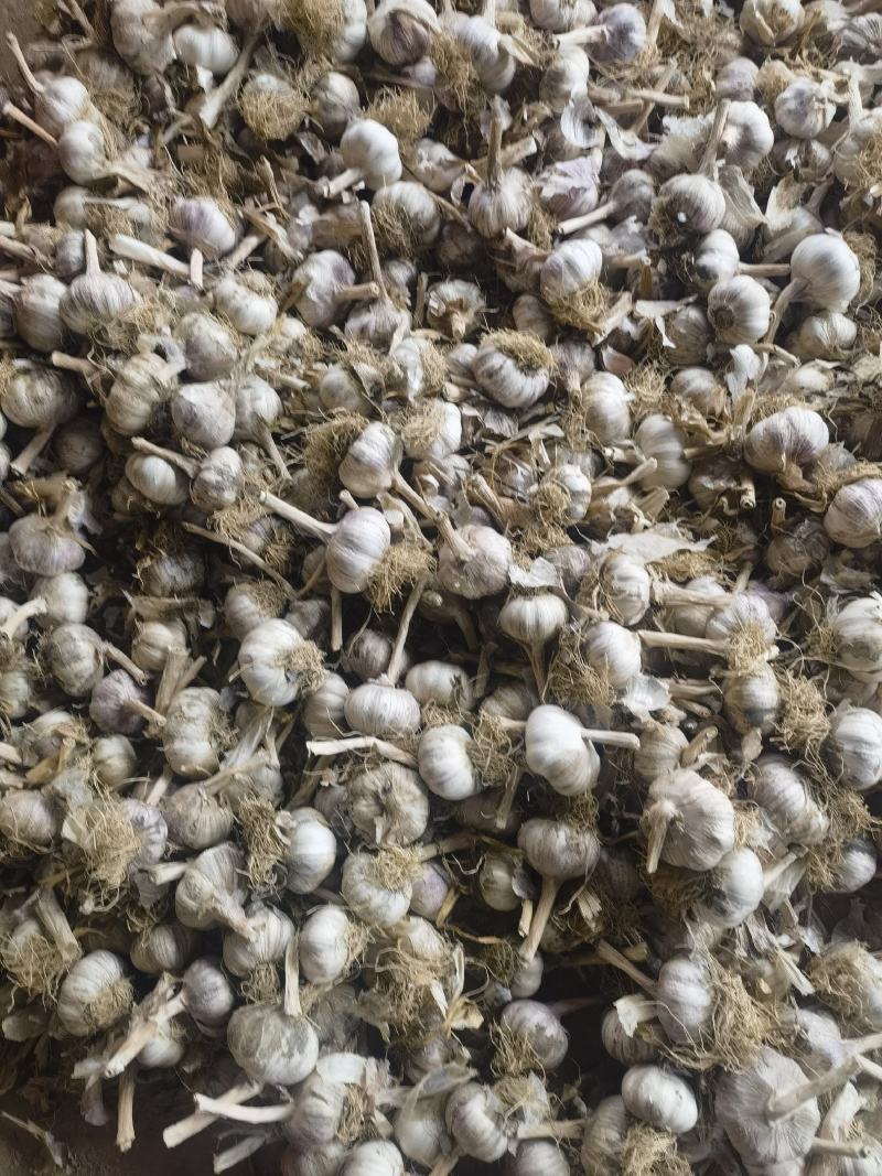 【实力】大蒜紫皮蒜基地供货电商货各种规格蒜现货出口