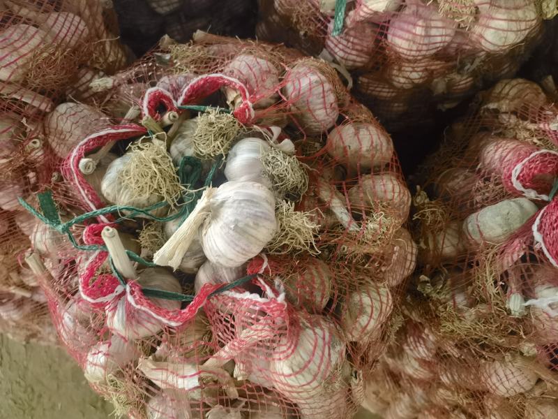 【实力】大蒜紫皮蒜基地供货电商货各种规格蒜现货出口