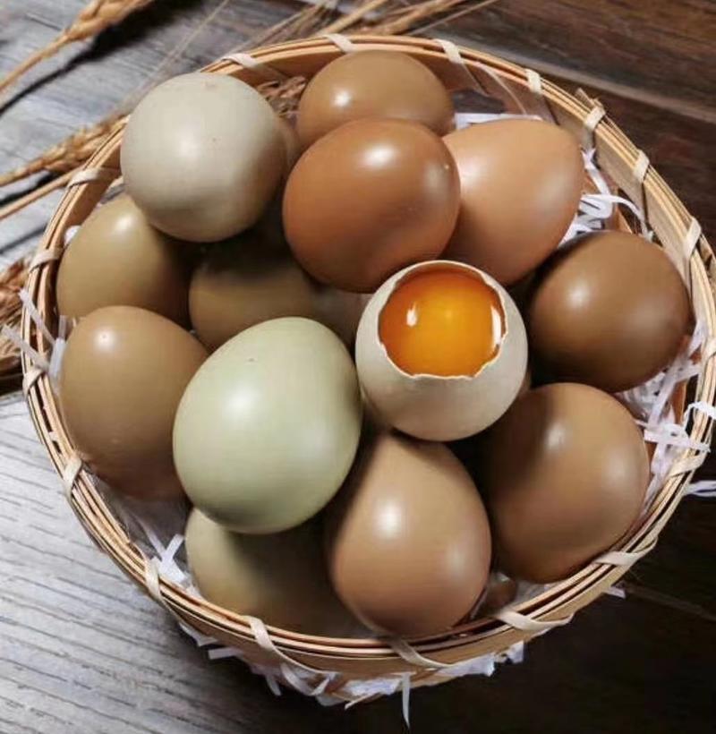 七彩山鸡蛋野鸡蛋
