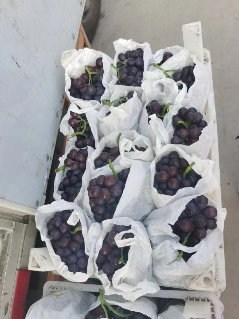 代收茶淀玫瑰香葡萄，大量有货！诚信为本！专业代收代发！