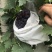 代收茶淀玫瑰香葡萄，大量有货！诚信为本！专业代收代发！