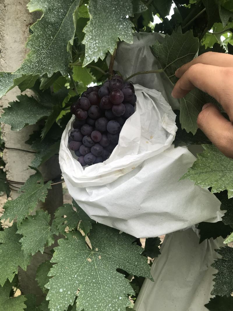 代收茶淀玫瑰香葡萄，大量有货！诚信为本！专业代收代发！