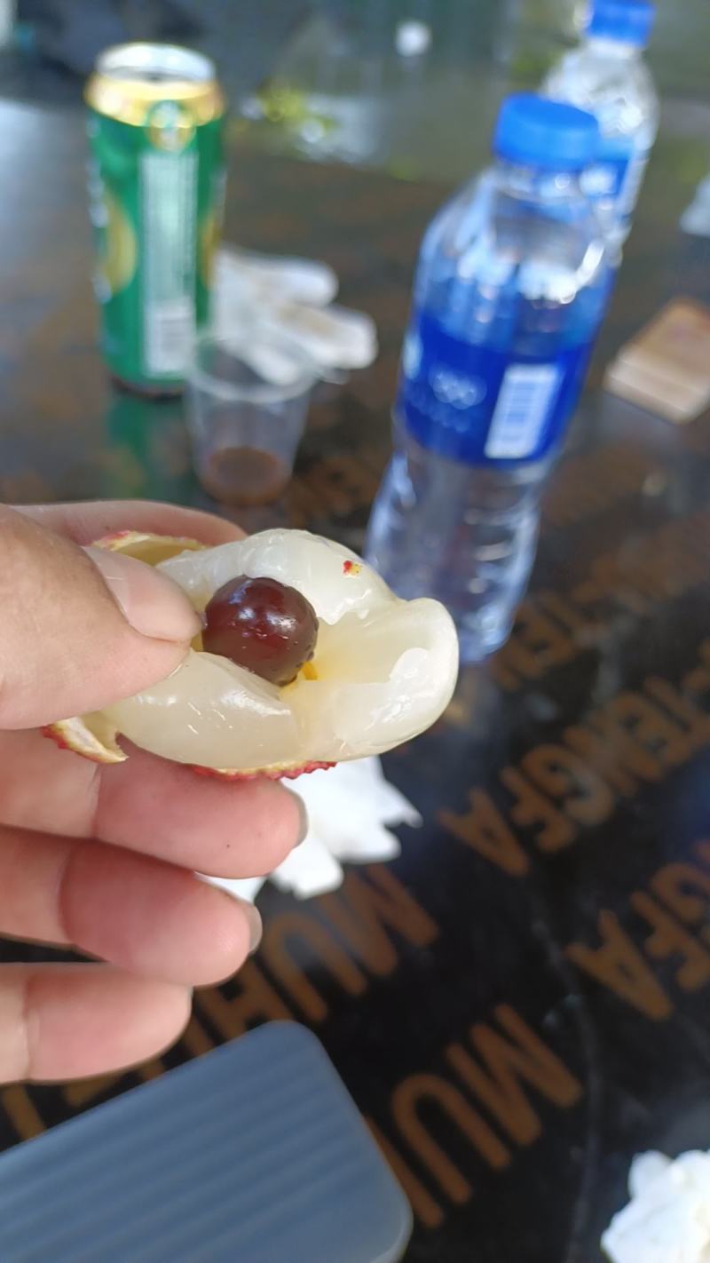 大量供应广东阳西上洋玉荷包荔枝一手货源现摘现发