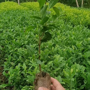茶苗
